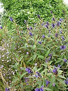 Salvia corrugata