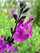 Salvia muelleri