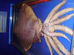 Dana octopus squid (Taningia danae)