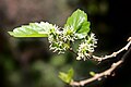 Morus alba flowers in India