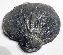 Anomia sp. (fossil jingle shell) (Topsail Island, North Carolina, USA) 2.jpg