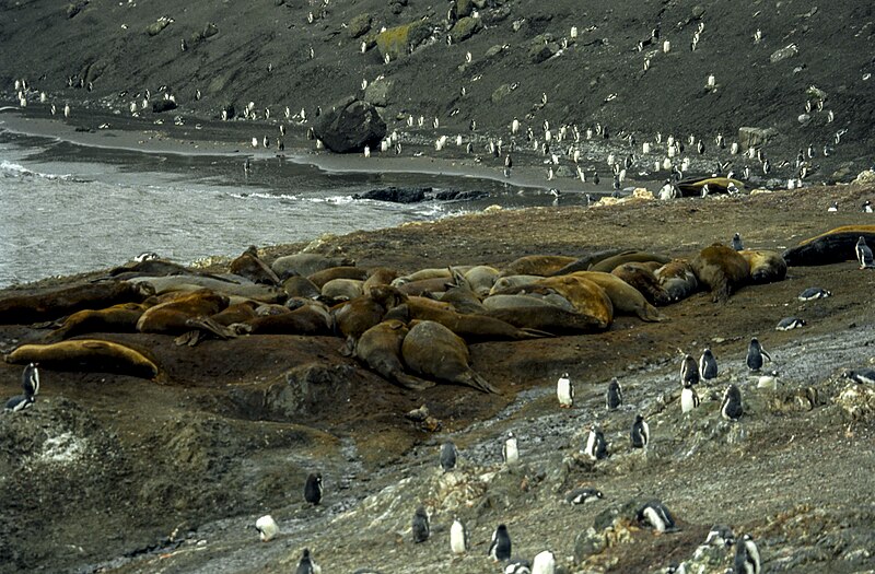 File:Antarctic, Elephant seal colony (js) 48.jpg