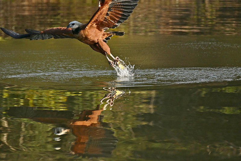 File:Black-collared Hawk (Busarellus nigricollis) catching a piranha thrown in the water ... (31657771822).jpg