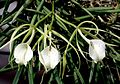 Brassavola nodosa