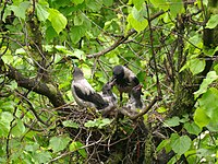 Jungvögel mit Eltern