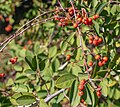 * Nomination: Cotoneaster glaucophyllus --Rjcastillo 01:15, 22 October 2024 (UTC) * * Review needed