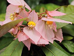 Tribus Plukenetieae: Dalechampia spathulata