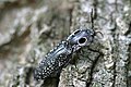 Eyed click beetle Alaus oculatus, Poolesville, Maryland, USA.