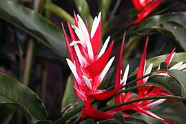 Heliconia angusta Red Holiday 1zz.jpg