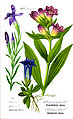 5027 Midtre Gauldal Søterot Gentiana purpurea