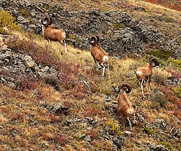 Karkaraly National Park 11.jpg