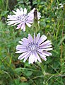 Lactuca tuberosa (tribù Cichorieae - sottotribù Lactucinae)