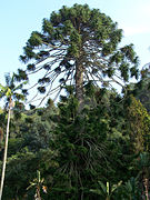 Palacio-Monserrate Araucaria SET-07.jpg