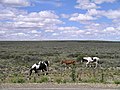 Plaines (Pampa argentine)