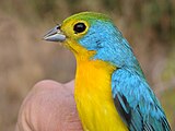 Male orange-breasted bunting