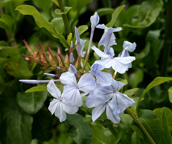 File:Plumbago - Flickr - S. Rae.jpg