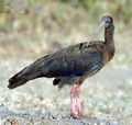 Wrattenibis (Pseudibis papillosa)