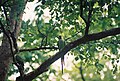 Rose ringed parakeet or common parrot at Bhadra WLS