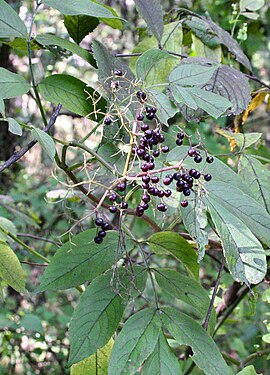 Amerikoansche vliere (Sambucus canadensis)