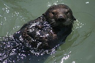 Sea otter at Moss Landing.