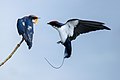 Wire-tailed swallow approaching the offspring with food