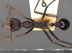 Description de l'image Myrmecia arnoldi 082014 casent0914017 d 1 high.jpg.