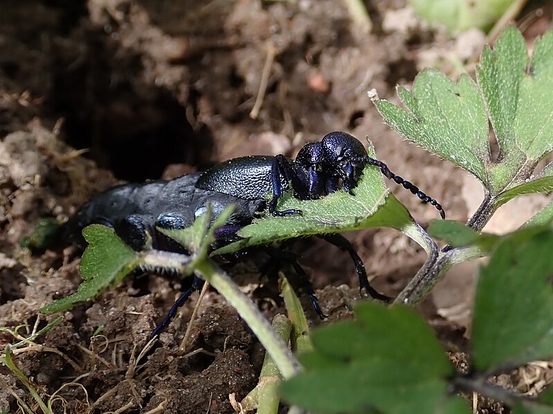 File:Meloe proscarabaeus 2024-04-09 0125.jpg