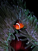 Amphiprion ocellaris (Ocellaris Clownfish)