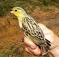 Trapped female bird at Polokwane, Limpopo