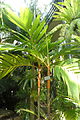 Areca vestiaria