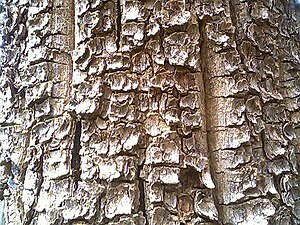 Bark