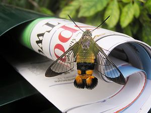 Bee Hawk Moth (Cephonodes kingii) resting on our local paper in the letterbox