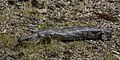 * Nomination Blotched blue-tongued lizard (Tiliqua nigrolutea) --Charlesjsharp 10:59, 1 January 2024 (UTC) * Promotion  Support Good quality. --Ermell 11:52, 1 January 2024 (UTC)