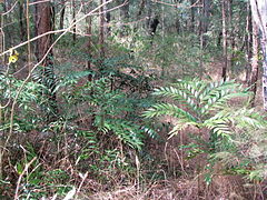 Bowenia sp. na floresta de esclerófilas perto do Lago Tinaroo, Atherton Tableland, extremo norte de Queensland