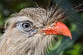 Weltvogelpark Walsrode, Germany