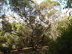 Description de l'image Eucalyptus conferruminata.jpg.