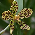 Grammatophyllum speciosum