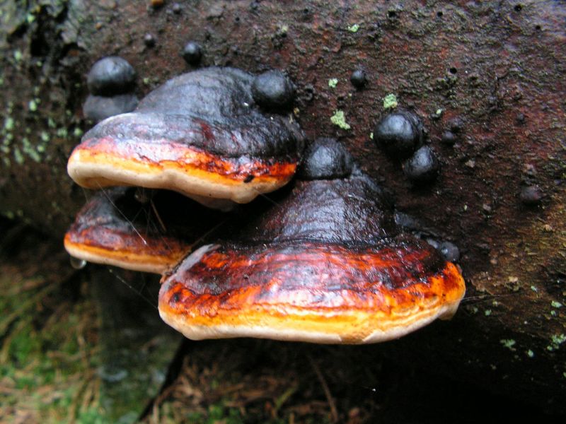 File:Fomitopsis pinicola 1.JPG