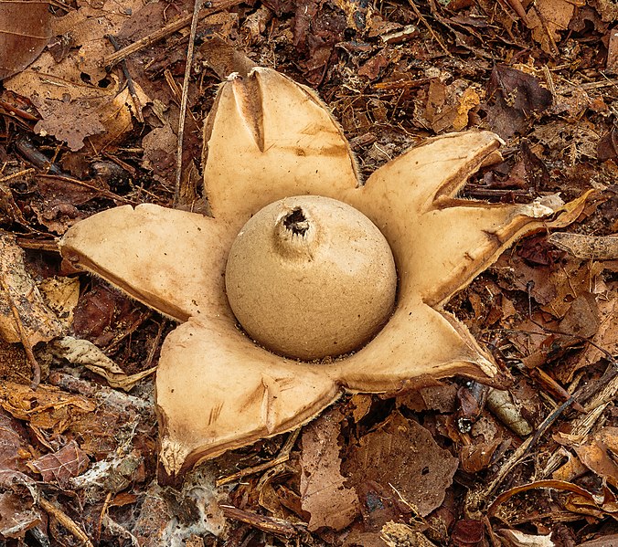 File:Gekraagde aardster (Geastrum triplex) 09-10-2022. (d.j.b) 01.jpg