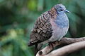 Bar-shouldered dove