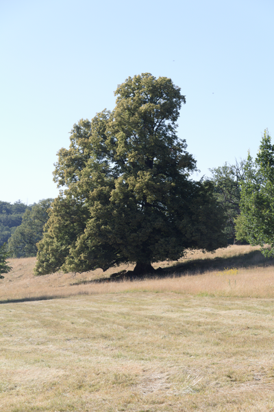 File:Lauterbach Blitzenrod Pasture Oak Jul N.png