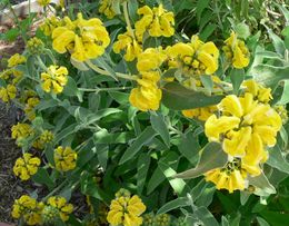 Cserjés macskahere (Phlomis fruticosa)