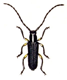 Phytoecia icterica