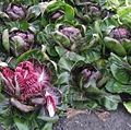 Radicchio Rosso di Treviso precoce