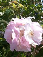 Photographie en couleurs d'un rose simple aux pétales rosés.