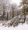 Unter Schneelast zerbrochene Eiche (Münsterländer Schneechaos 2005)