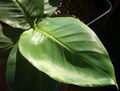 Small leaf of banana tree homegrown in Finland