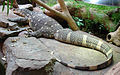 Nilo varanas (Varanus niloticus)