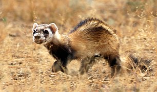 Wild steppe polecat (cropped).jpg