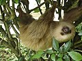 Thumbnail for Hoffmann's two-toed sloth